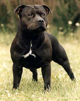 BULLTERRIER DE STAFFORDSHIRE